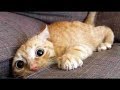 Top 200 Highlights FUNNY ANIMALS COMPILATION