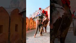 Amber Fort Jaipur Elephant Ride #amberfort #elephantride #rajasthan #Fort #Jaipur #shorts