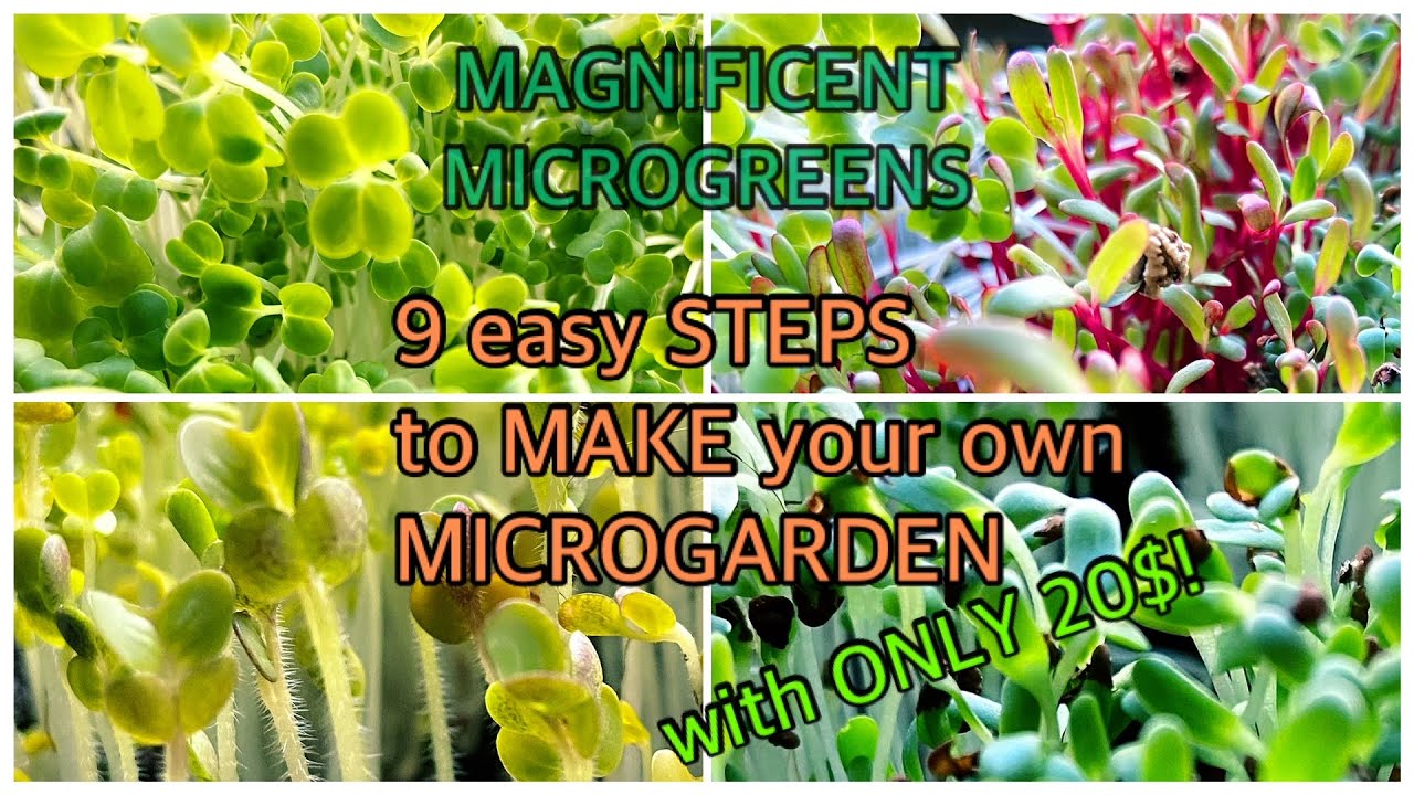 9 EASY STEPS TO MAKE YOUR OWN MICROGARDEN, with only 20$! Enjoy ...