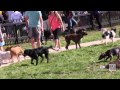 Johnny Steele Dog Park Grand Opening Johnny Steele Dog Park Grand Opening