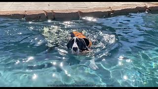 Happy Great Dane Puppy Enjoys Her First Swim In Her Pool