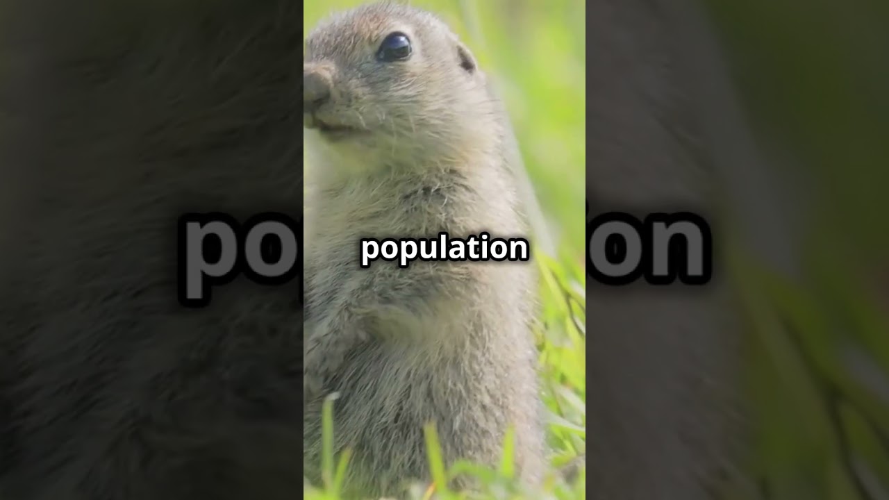 Ground Squirrels Gone Wild 🌰🐿️: The Surprising Tale of Rodent Hunters!