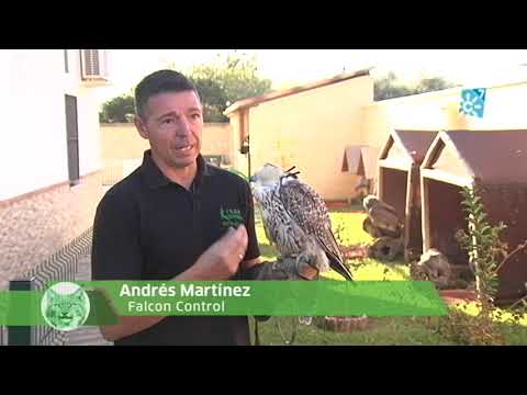 Video: Cómo atraer aves rapaces - Uso de aves rapaces como control de plagas en jardines
