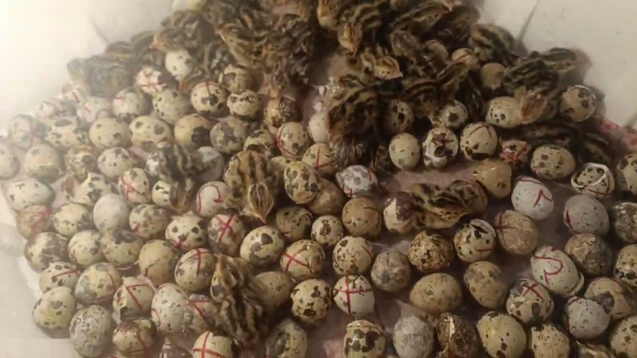 মাশাল্লাহ আল্লাহর অশেষ রহমতে দ্বিতীয় বার আমার ইনকিউবেটর মেশিন থেকে বাচ্চা ফুটে বাহির হইছে।