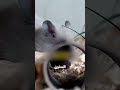 العجوز ده رجع شباب تاني