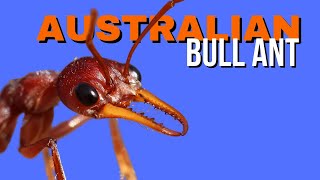 Australian Bull Ant - Australia's Killer Ant.