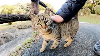 猫が川を飛び越えて会いに来てくれた!と思ったら、甘えてきたのは別の猫だった