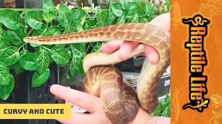 Amazing Stimson Python | Reptile Life Ferntree Gully