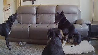 Mischievous Dogs Left Home Alone Caught On Camera Cheeky Pawsome Pets