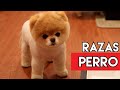 TODAS LAS RAZAS DE PERRO DEL MUNDO