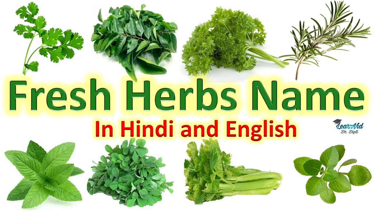 Fresh Herbs Name In English And Hindi Herbs Vocabulary LearnVid Fresh Herbs Name In English And Hindi Herbs Vocabulary LearnVid