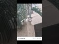 Vivo T4 R/ iQOO Z10 R Camera 📸 Sample! #vivot4r #iqooz10r #vivoindia #iqoo #shorts #foryou