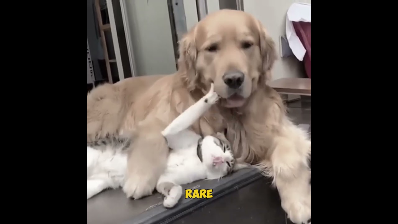 The Shocking Cat Law You Won’t Believe 