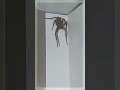 Giant Spider Encounter in Australia! 🕷️😱 #Shorts