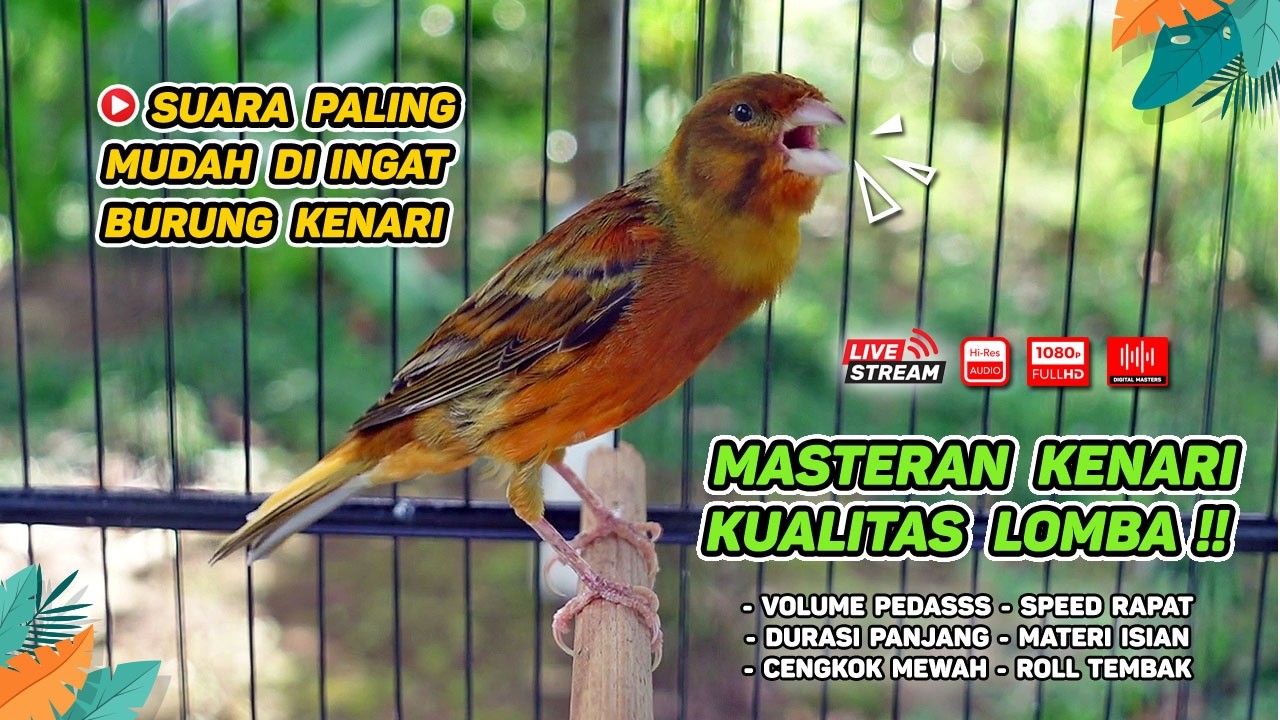 Pancingan Suara Kenari Gacor‼️ Ampuh untuk Masteran Kenari Muda dan Terapi Kenari Macet Bunyi 567