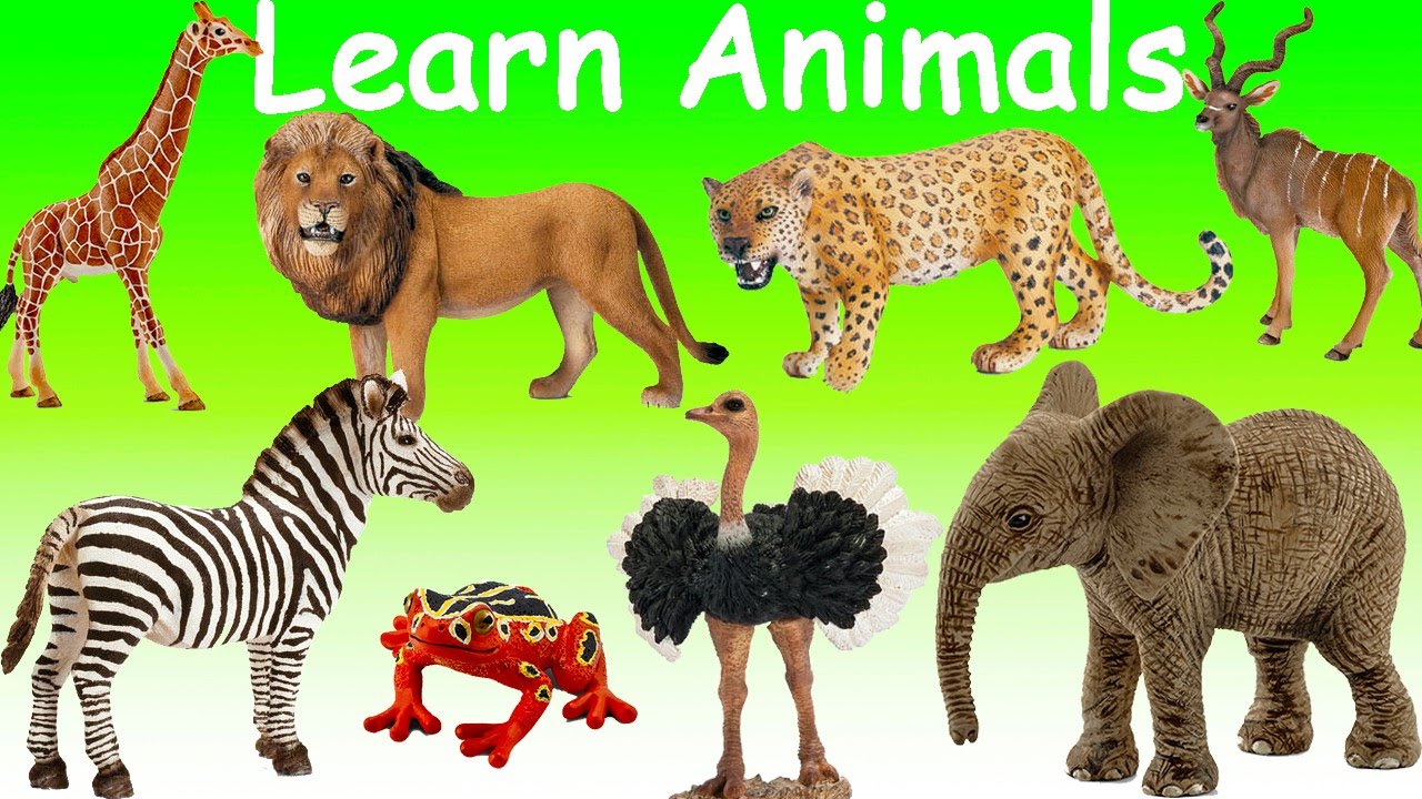 Learn Wild Animals Names and Sounds Educational Video for Kids Toddlers  Preschoolers - YouTube