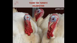 Thank the Turkeys Celebration - 2022 by AnimalPlace 336 views 1 year ago 7 minutes, 10 seconds