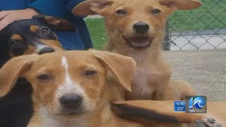 Rescue puppies brought from La. to Hampton up for adoption