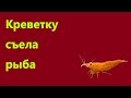 Креветку съела рыба / Все о креветках / Креветки в аквариуме