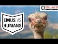 The Great Emu War of 1932