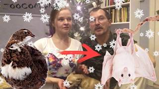 Дикобразы воришки! :) И Новогоднее поздравление для подписчиков. Дикобразы воришки! :) И Новогоднее поздравление для подписчиков.