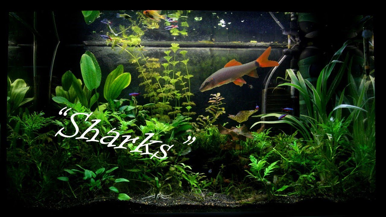 5 Freshwater "Sharks" For Your Home Aquarium YouTube