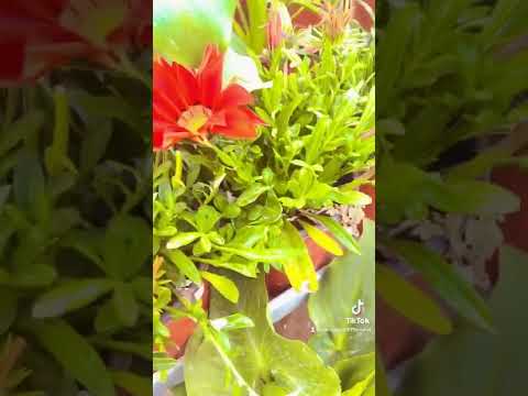 يمة يمة يا حبيبة