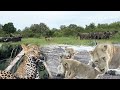 Elephants  charge lions 