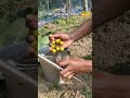 বগৰী আৰু গাজৰ খাই চাব চোন আপোনালোকেও ভাল লাগে ।