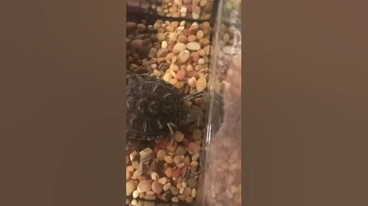 He eat