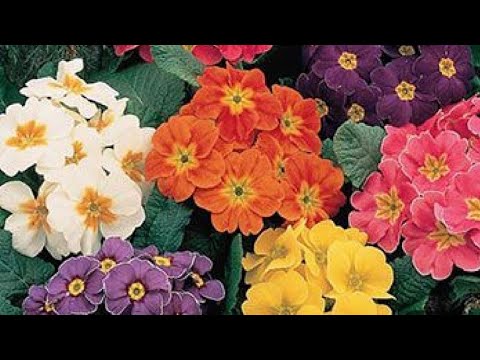 Video: Siberian Kandyk, Erythronium, Is A Beautiful Primrose