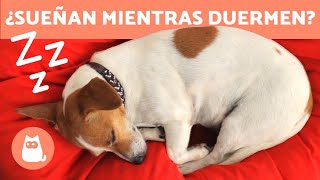 ¿Los PERROS pueden SOÑAR?  ¡Descúbrelo!