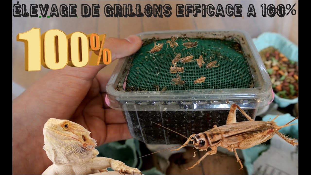 Comment faire pour tuer des grillons ?