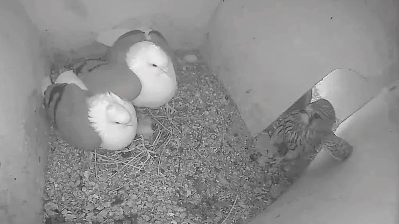 Taube verteidigt ihr Nest gegen Turmfalken!