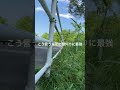 マキタポールヘッジトリマーでガードレールのキックバック無し草刈りが最高だった