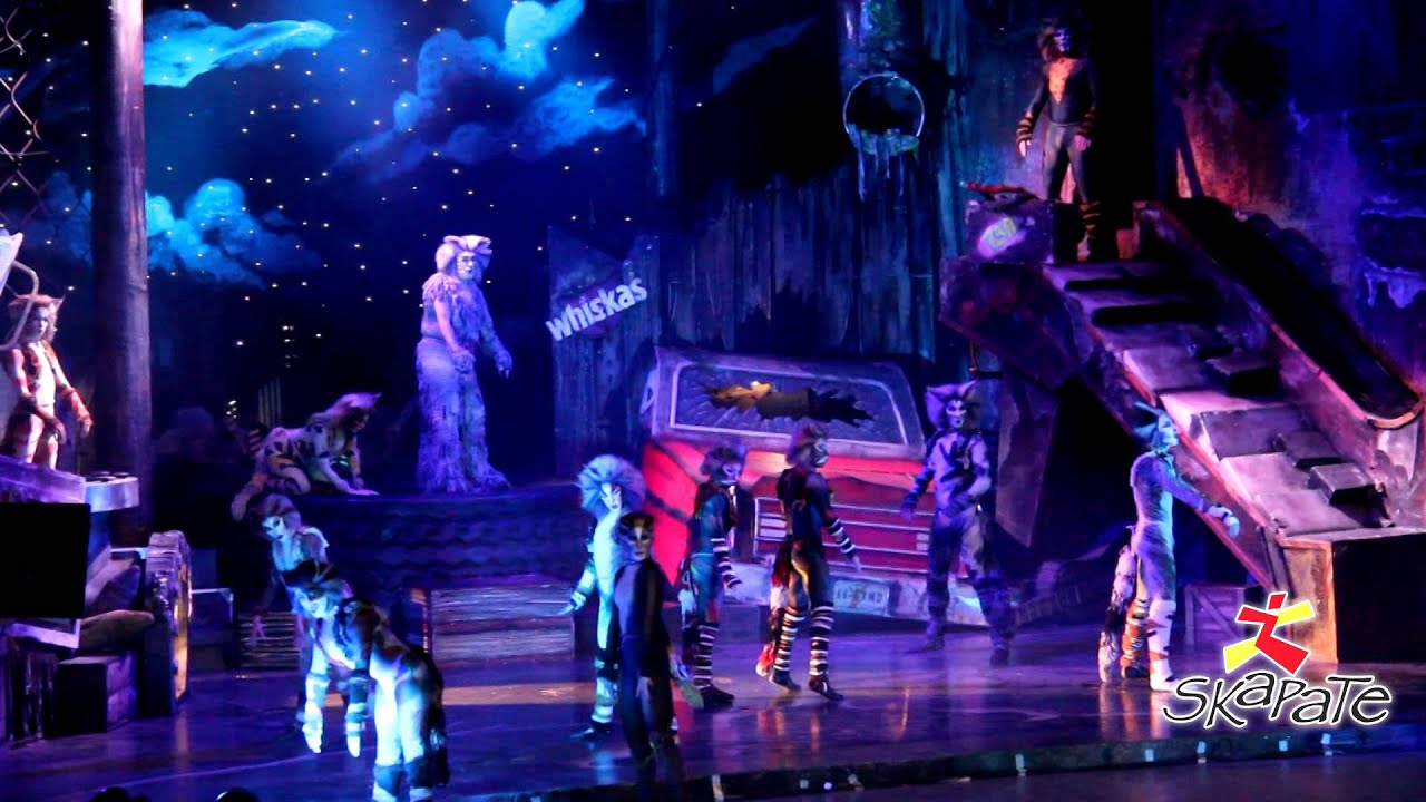 Cats en Puebla - 2014