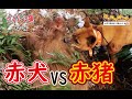 【猪猟】バトル！赤犬VS赤猪！（閲覧注意）