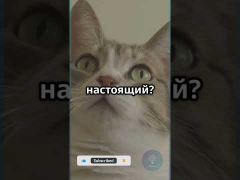 Только один кот здесь настоящий. Угадай кто! #Кошки #Интерактив #Выбор #Shorts #shortvideo #факт
