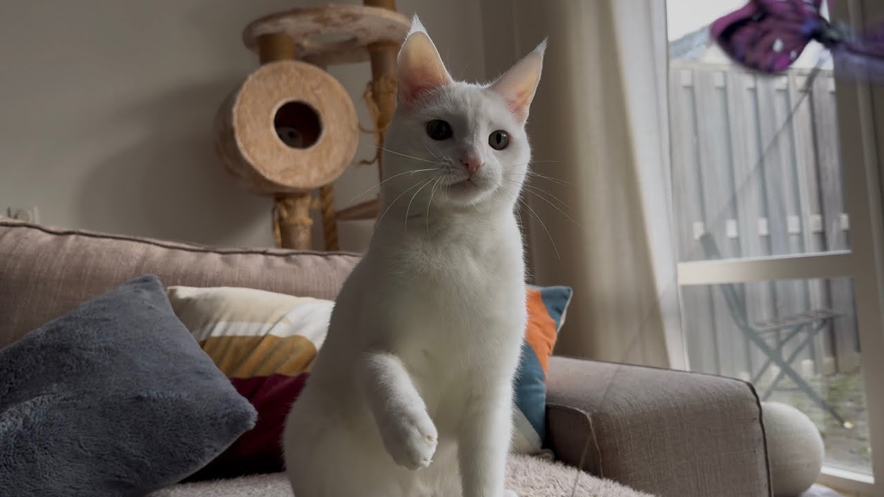 Ubbe the cat likes to play with this toy 🥰