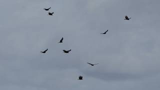 Turkey Vultures float in the air (feat. Snowy Egret)