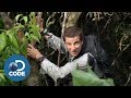 Bear grylls in borneo jungle  man vs wild 16