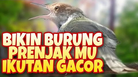 Pancingan Prenjak Lumut Pagi Hari Bikin Burung Prenjak Bahan Cepat Bunyi dan GACOR