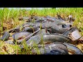 Amazing Fishing! A Fisherman skill catch a lot of Catfish at rice catch season by hand today