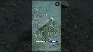 Architect of the Sea #explore #space #facts #education #ytshorts #youtubeshorts #viral