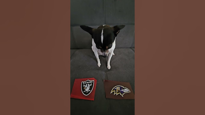 Raiders vs Ravens #nfl #nflfootball #nflpredictions #lasvegasraiders #baltimoreravens #week2 #dog