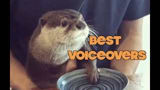 Funniest Animal Voiceovers  Ep. 2