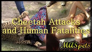 Has a Cheetah Ever Killed a Human? (Spoilers: Yes)