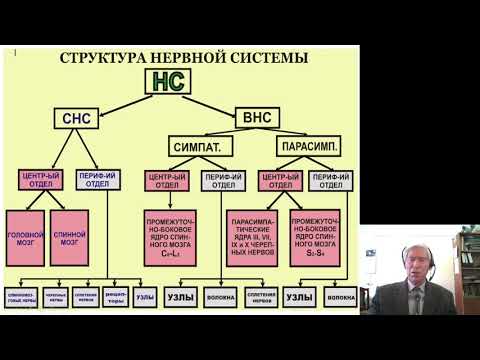 Анатомия 5.Периферическая нервная система