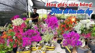 Hoa giấy tím siêu bông,ghép 5 màu,mini siêu đẹp..20/05 0786840249.MinhPhú