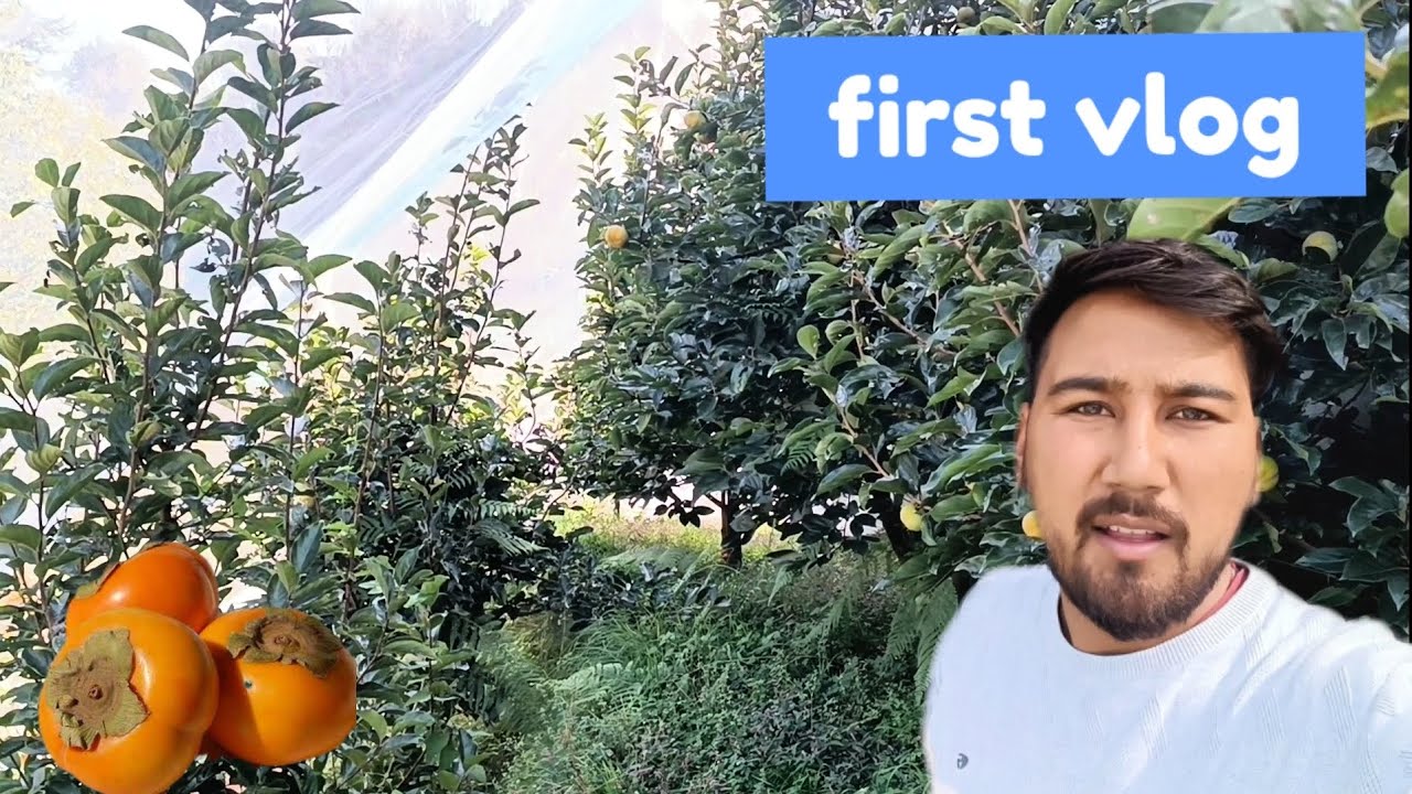 persimmon fruit garden ,Japani fal (7 year's old persimmon garden)1st